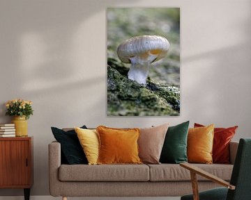 champignon sur ton vogels