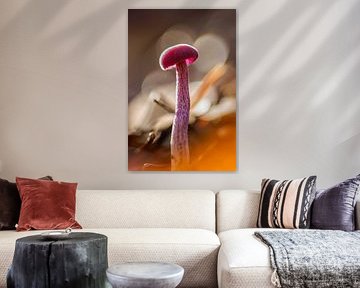 champignon sur ton vogels