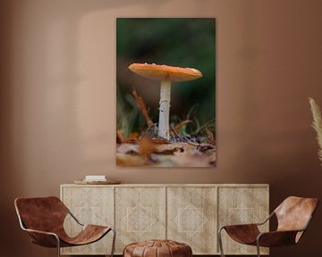 mushroom