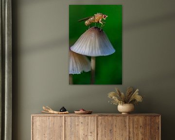 mushroom