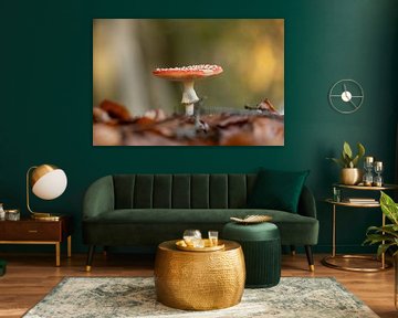 Agaric de la mouche