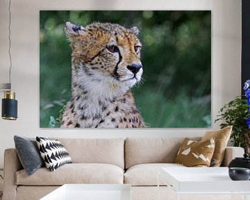 Cheetah - Africa wildlife by W. Woyke