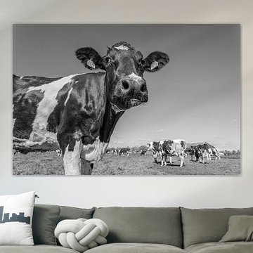 Koeien voor het eerst in de wei Zwart/Wit 2