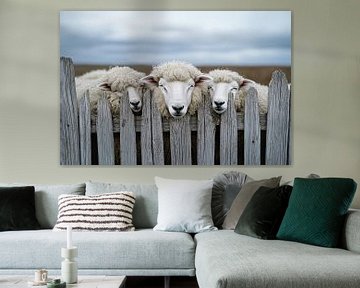 Drie nieuwsgierige schapen bij hek van Imperial Art House