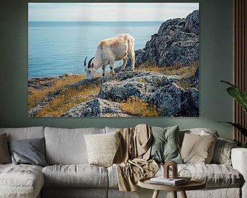 Chèvre broutant sur un rivage rocheux sur Imperial Art House
