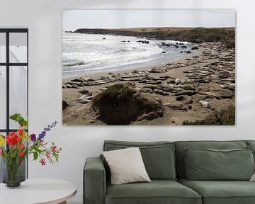 Sealions on the beach Pacific Coast Highway 101, California, USA von Henk Alblas