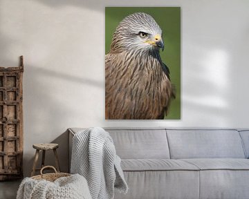 Schwarzmilan (Milvus migrans) von Ronald Pol