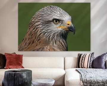 Schwarzmilan (Milvus migrans) von Ronald Pol