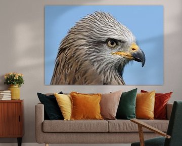 Schwarzmilan (Milvus migrans) von Ronald Pol