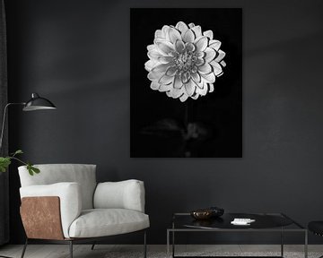 DAHLIA ZWART/WIT OP STEEL van Henriette Tischler van Sleen