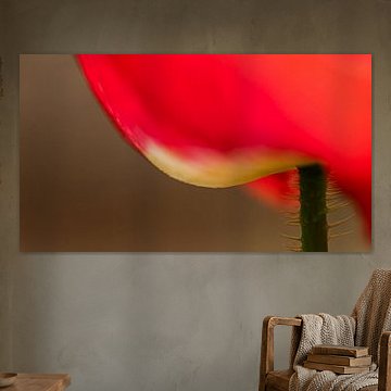 Pavot raffiné en macro : Beauté intemporelle sur le mur