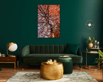 L'automne en couleurs sur Iris Beukelman