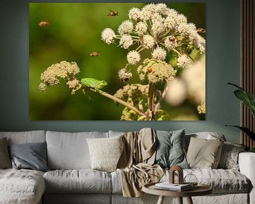 Rainette parmi les fleurs et les abeilles sur Anjella Buckens