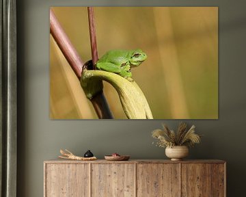 Laubfrosch in seiner schönsten Form von Anjella Buckens