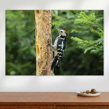 Middle spotted woodpecker