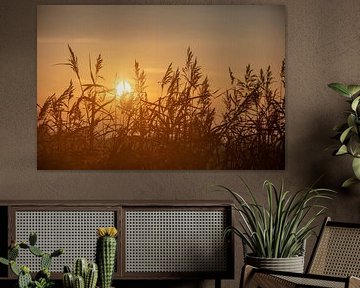 evening sun in friesland by anne droogsma