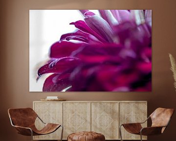 Colourful splendour of the Zinnia by Nicole Schmidt