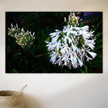 Weiße Afrikanische Lilie ( 1 )