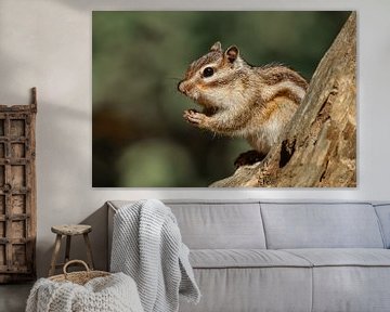Siberian squirrel by Anjella Buckens