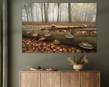 Herfstbos van Friso Schinkel