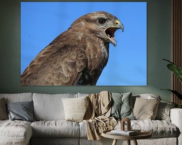 Mäusebussard (Buteo buteo) von Ronald Pol