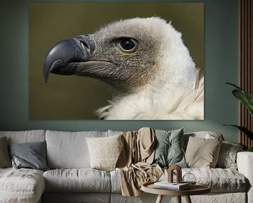 Weißrückengeier (Gyps africanus) von Ronald Pol