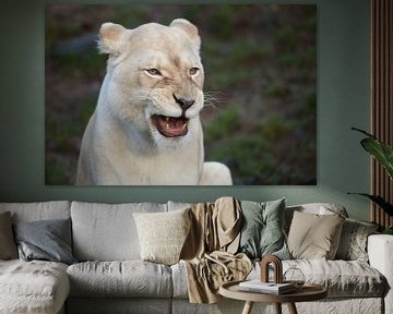 Leeuw (Panthera leo) van Ronald Pol