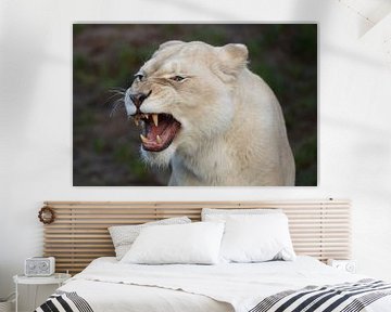 Leeuw (Panthera leo) van Ronald Pol