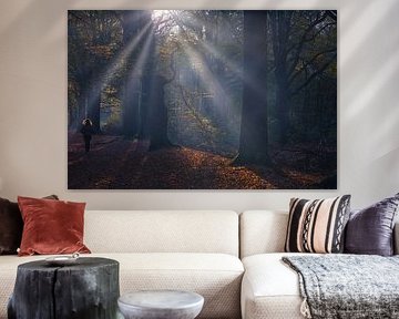 autumn rays in the forest by peterheinspictures