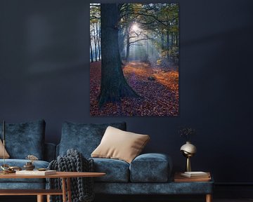 spotlight in the autumn forest by peterheinspictures