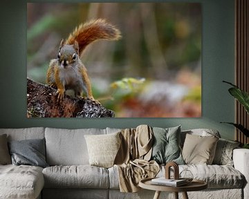 A red squirrel in the trap by Claude Laprise