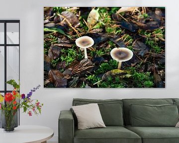 Botercollybia in het bos. van Jan Van Bizar