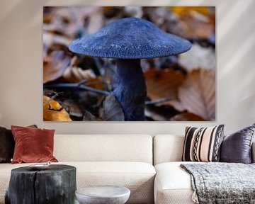 Paarse paddestoel of Cortinarius violaceus van Jan Van Bizar