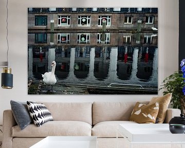 Swan, Hamburg