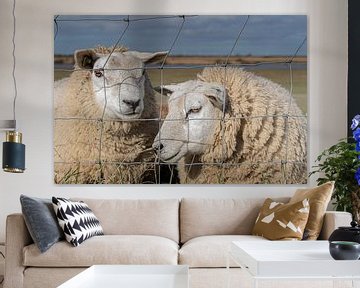 Alphen aan den Rijn - Twee schapen - Een leuk stel van Frank Smit Fotografie