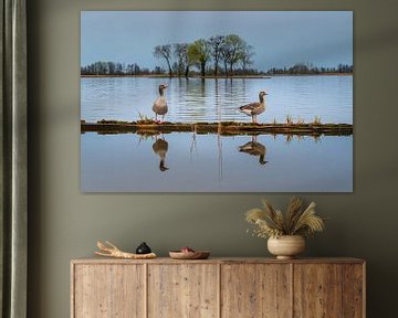Twee ganzen op de evenwichtsbalk van Frank Smit Fotografie