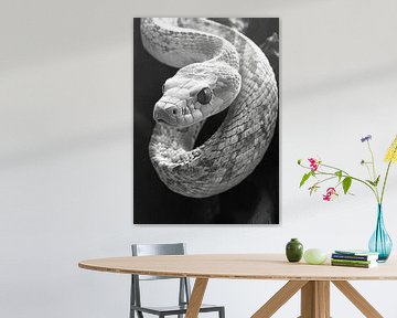 The Whispering Danger: A snake in silent attack
