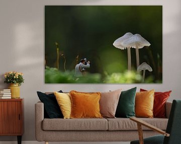 Miniatuurfotograaf die paddenstoelen vastlegt in een mystiek bos