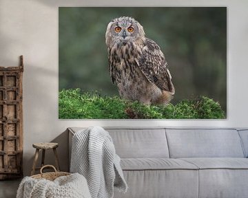 Europäischer Uhu (Bubo bubo) von Ronald Pol