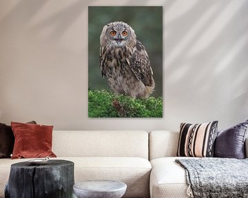Europäischer Uhu (Bubo bubo) von Ronald Pol