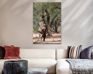 Afrikaanse olifant op de achterste poten