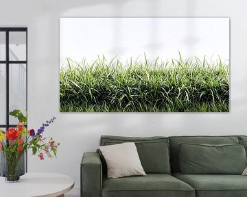 Grass on a white background by Frank Heinz