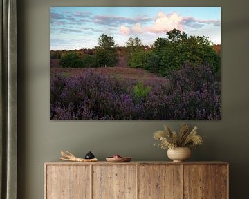 Heath landscape by Marko Sarcevic