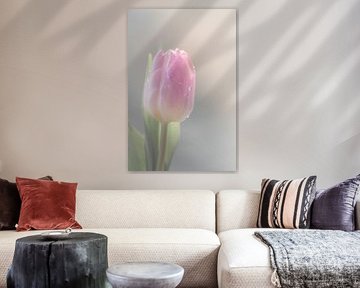 tulp in pasteltinten