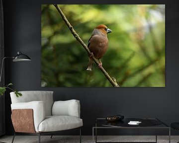 Apple finch by Anjella Buckens