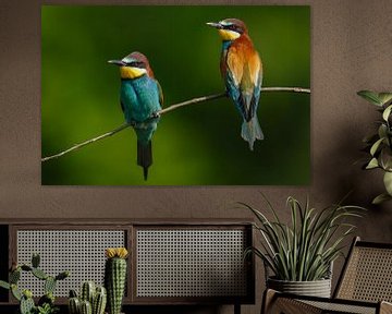 2 colorful birds by Daniela Beyer