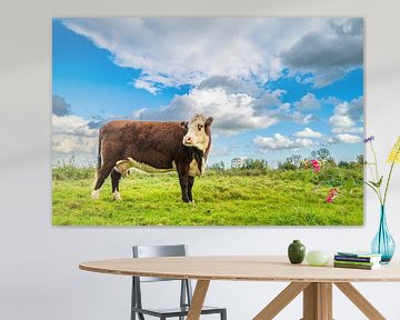Koeien grazen in de uiterwaarden van de IJssel