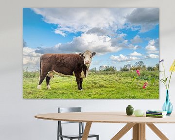 Koeien grazen in de uiterwaarden van de IJssel