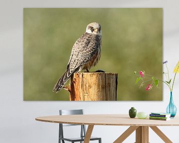 Portret van een Roodpootvalk van Anjella Buckens