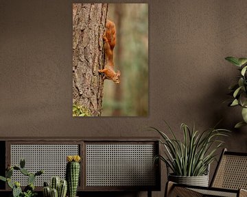 Rode eekhoorn verticaal van Anjella Buckens